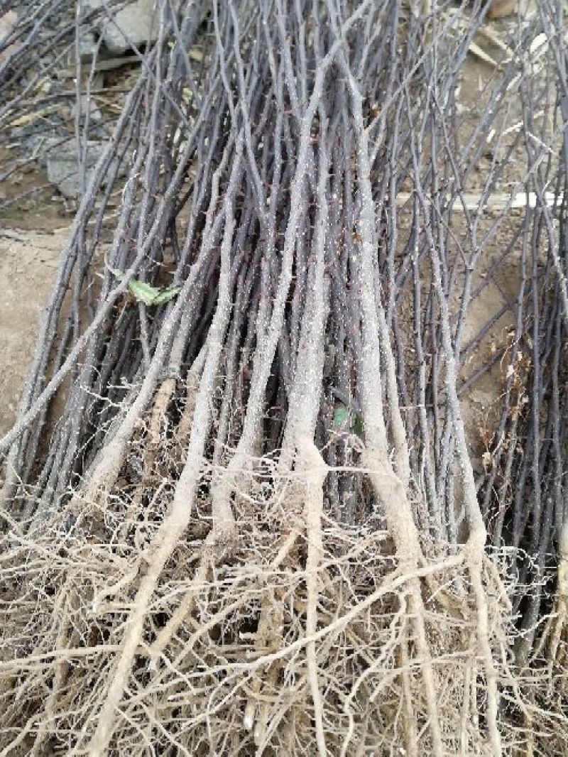 花椒苗一年苗二年苗三年苗品种好量大从优