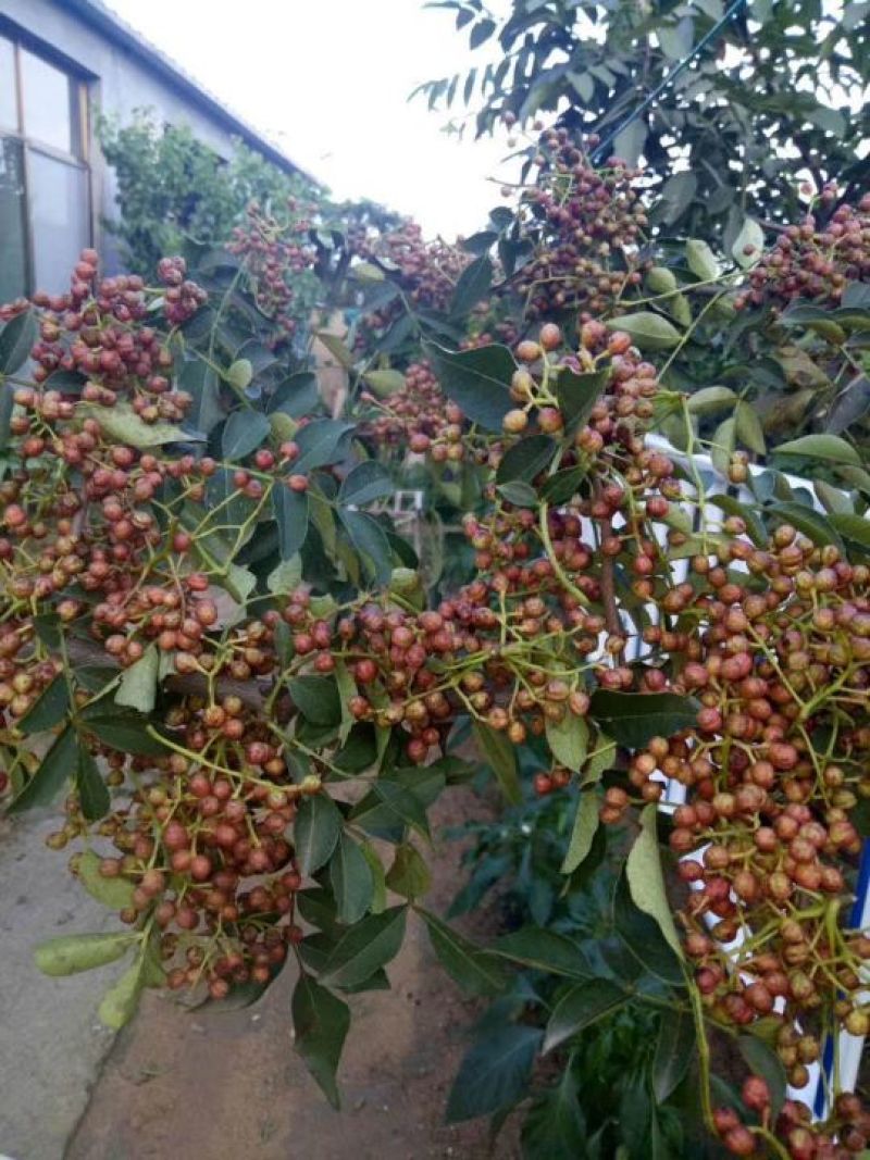花椒苗一年苗二年苗三年苗品种好量大从优