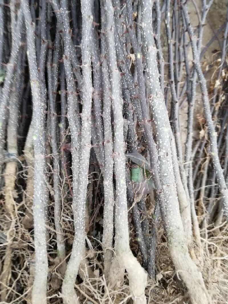 花椒苗一年苗二年苗三年苗品种好量大从优