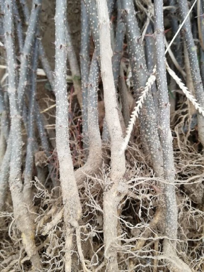 花椒苗一年苗二年苗三年苗品种好量大从优