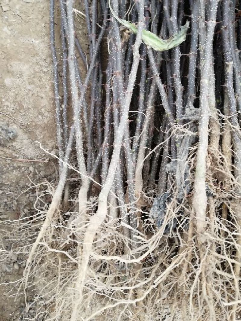 花椒苗一年苗二年苗三年苗品种好量大从优