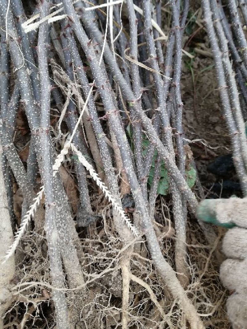 花椒苗一年苗二年苗三年苗品种好量大从优