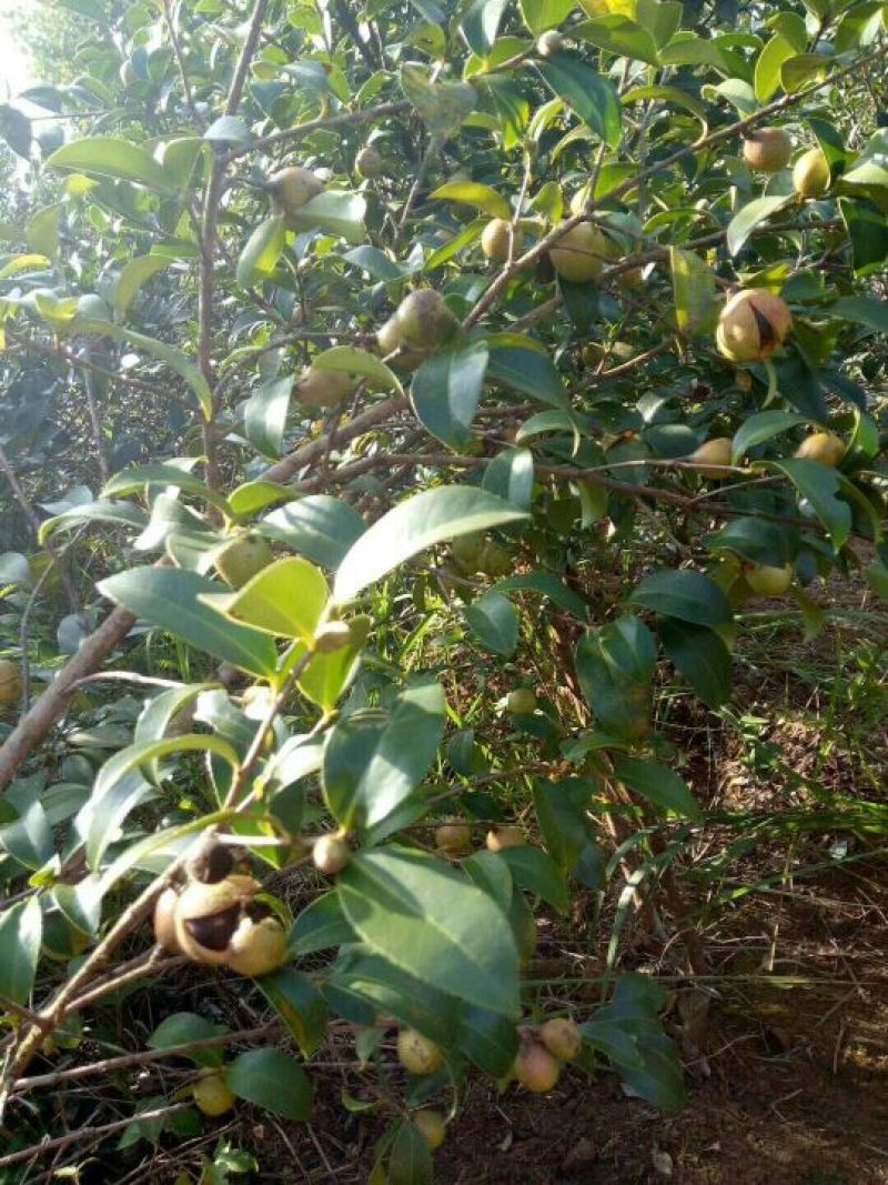 山茶油果山茶油！食用好油
