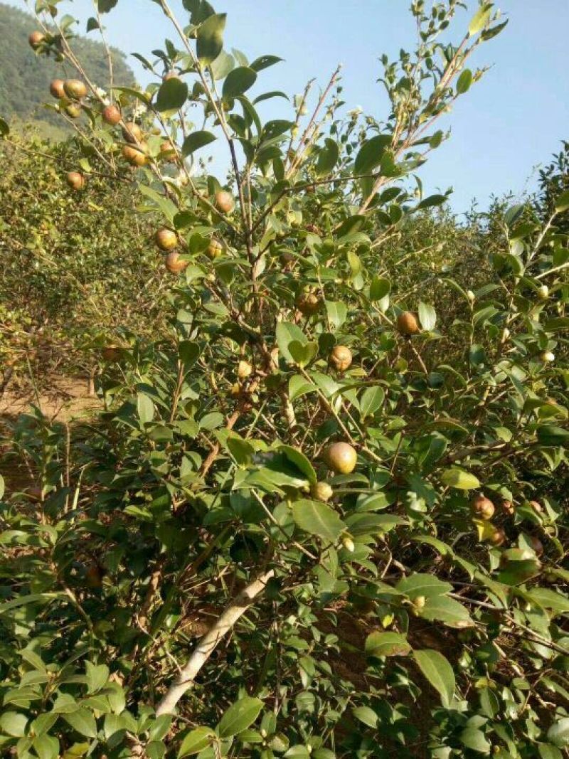 山茶油果山茶油！食用好油