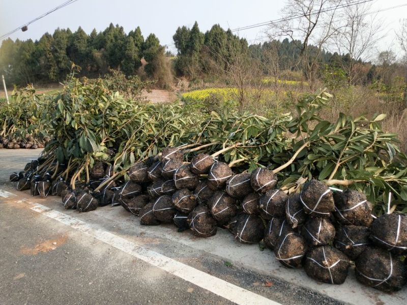 枇杷树苗30~50cm