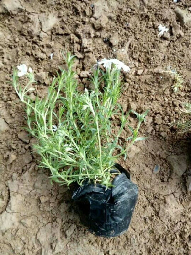 福禄考又叫芝樱