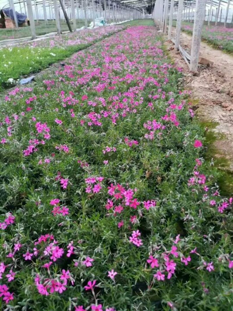 福禄考又叫芝樱