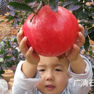 突尼斯软籽石榴树苗嫁接苗40~50cm