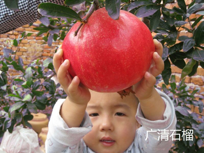 突尼斯软籽石榴树苗嫁接苗40~50cm