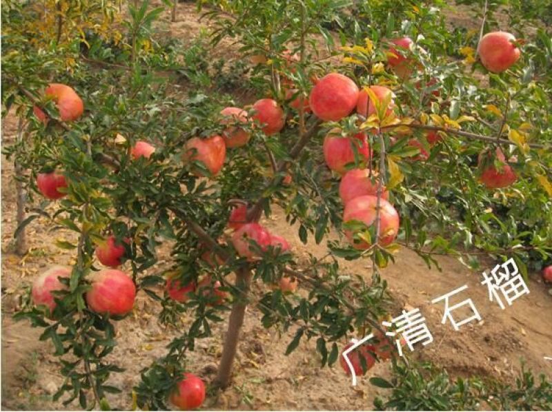 突尼斯软籽石榴树苗嫁接苗40~50cm
