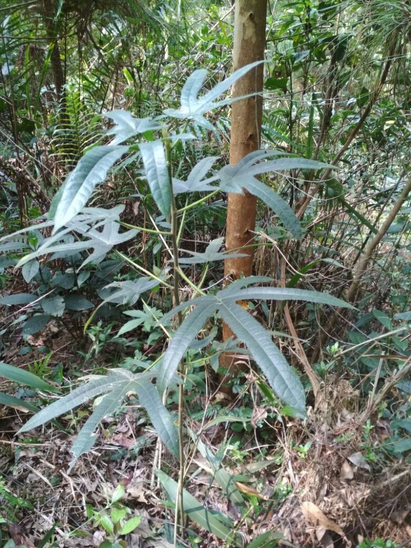 五指毛桃野生五指毛桃