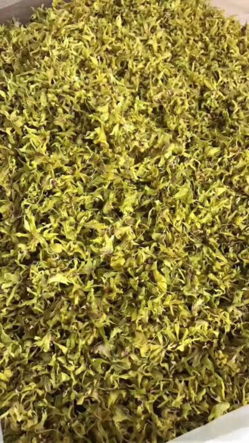 雁荡山铁皮石斛花散装，礼盒装