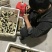 贵妃鸡苗出壳苗35~45克通货包注射疫苗