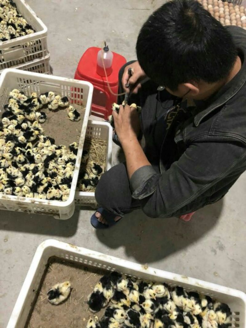 贵妃鸡苗出壳苗35~45克通货包注射疫苗