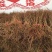 泰山红石榴苗/泰山红石榴树苗/泰山红石榴树苗价格多少钱