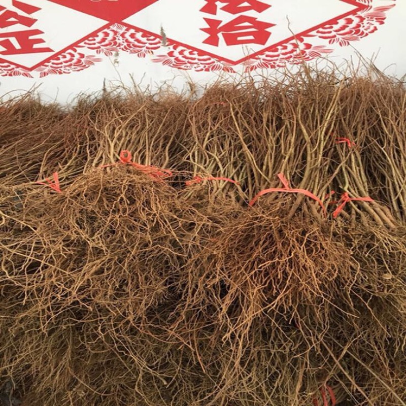 泰山红石榴苗/泰山红石榴树苗/泰山红石榴树苗价格多少钱