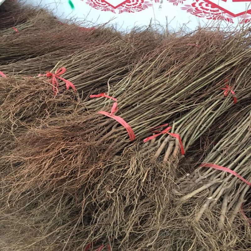 泰山红石榴苗/泰山红石榴树苗/泰山红石榴树苗价格多少钱