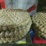 鱼丸