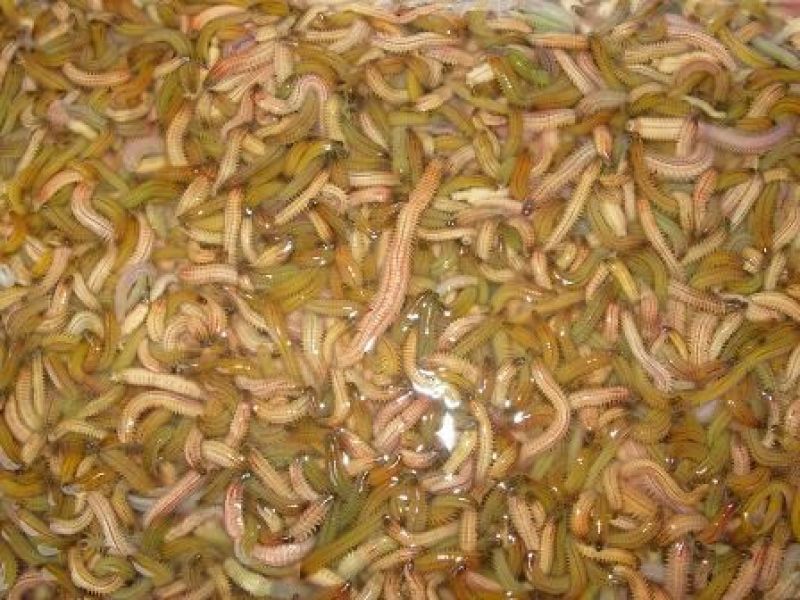 禾虫野生，量大从优，可发样货