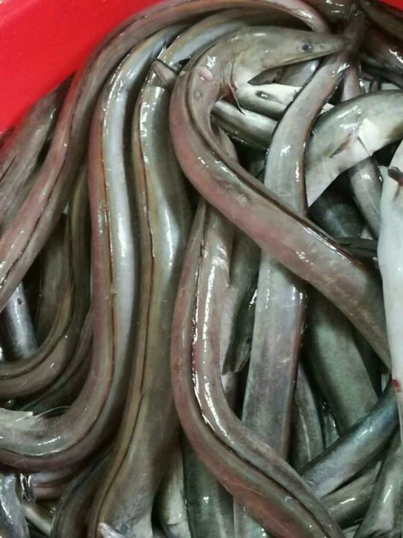 鱼丸