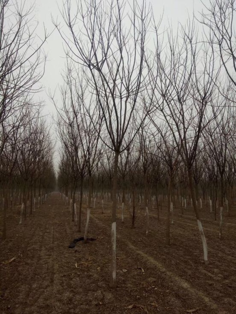 国槐2~3米14~16cm14~16cm
