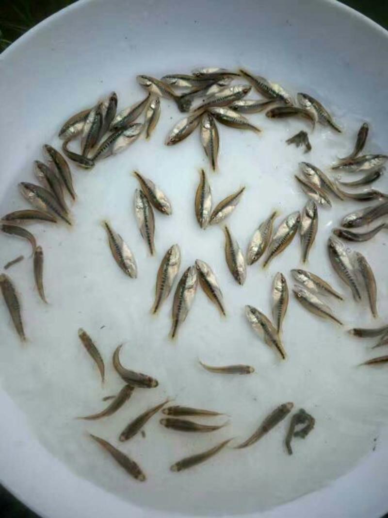 【产地发货】加州鲈鱼苗，优鲈三号，免费提供养殖技术