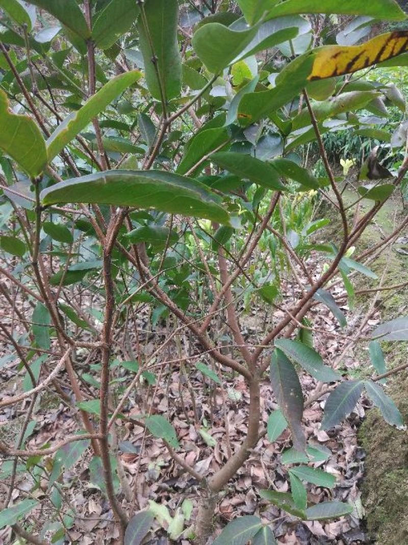 莲雾种苗黑金刚莲雾苗大叶红莲雾苗