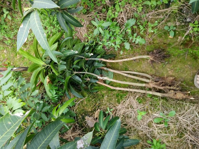 桂七芒果苗正品嫁接苗