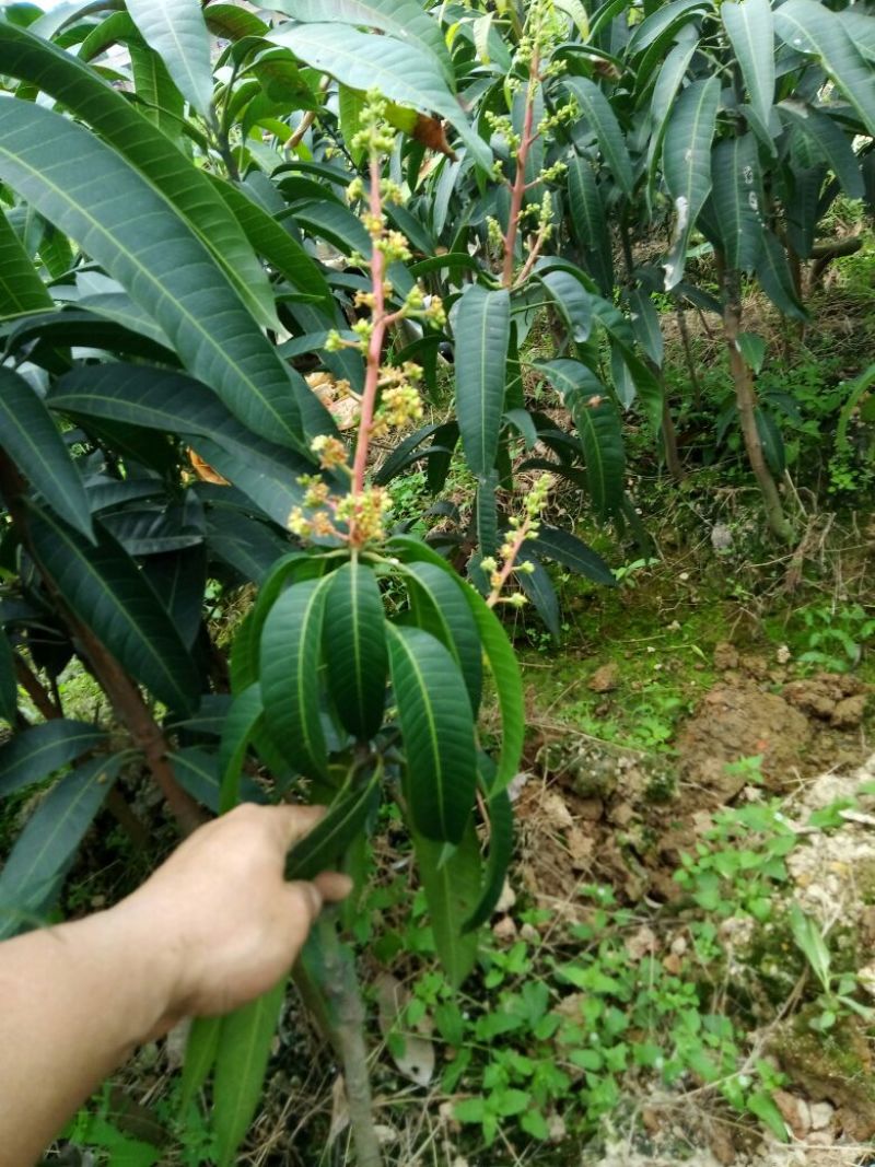 桂七芒果苗正品嫁接苗