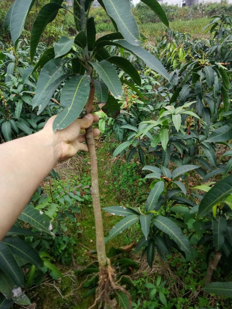 桂七芒果苗正品嫁接苗