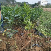 优质沃柑苗-长期供应基地直销品种保证有技术