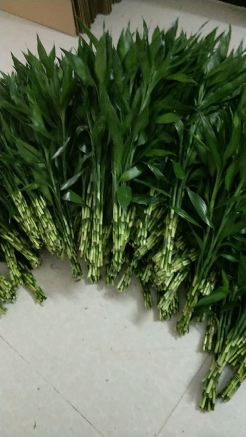 富贵竹2~4cm