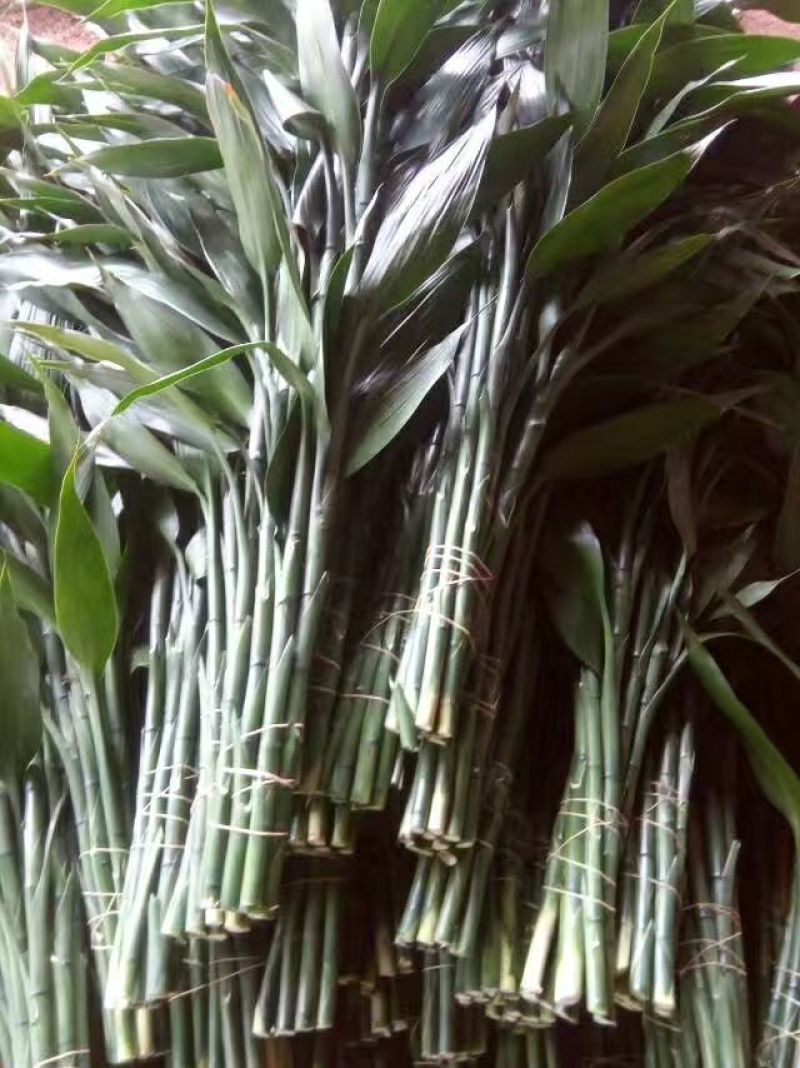 富贵竹2~4cm