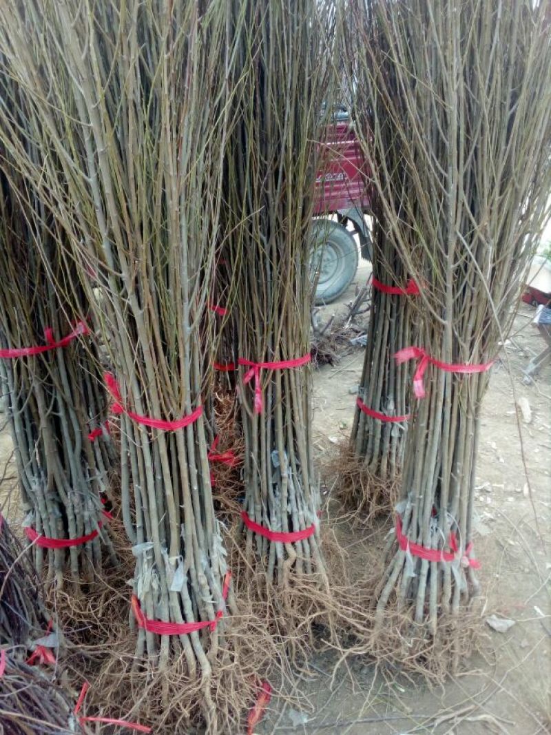 李子苗国峰七号李子正宗嫁接苗基地直销包成活