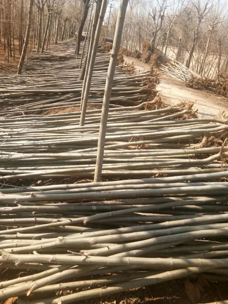 法桐速生法桐基地大量低价供应苗圃苗原生冠截杆发冒悬铃木