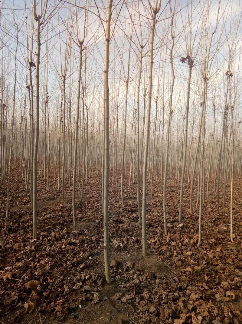 法桐速生法桐基地大量低价供应苗圃苗原生冠截杆发冒悬铃木