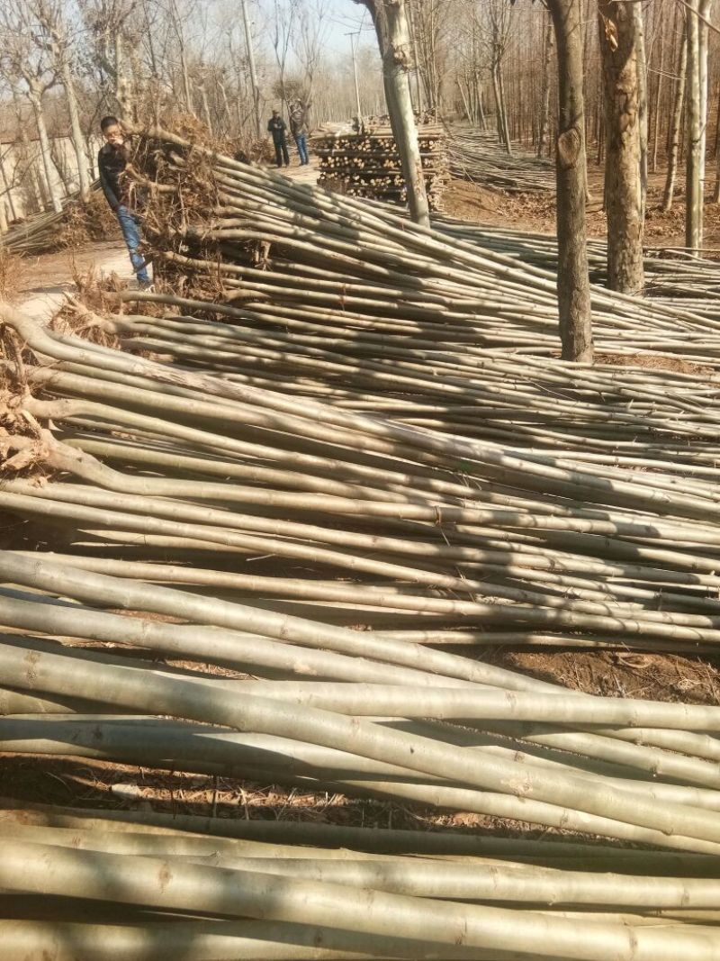 法桐速生法桐基地大量低价供应苗圃苗原生冠截杆发冒悬铃木