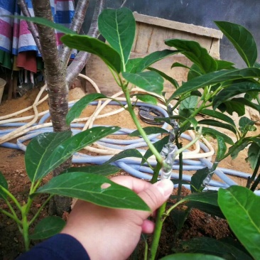 牛油果苗哈斯桂垦
