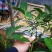 牛油果苗哈斯桂垦