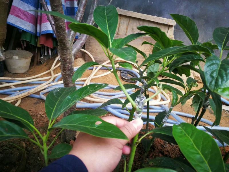 牛油果苗哈斯桂垦