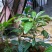 牛油果苗哈斯桂垦