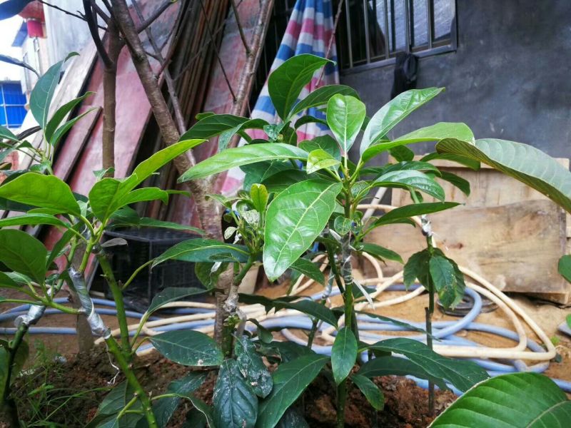 牛油果苗哈斯桂垦