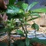 牛油果苗哈斯桂垦