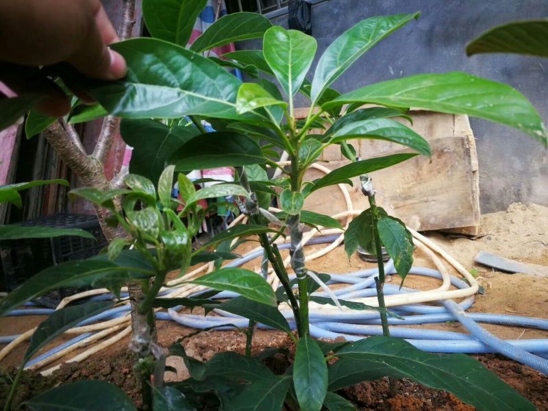 牛油果苗哈斯桂垦
