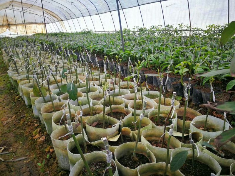 牛油果苗哈斯桂垦