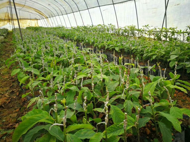 牛油果苗哈斯桂垦