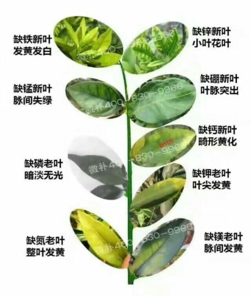 西瓜番石榴苗30~50cm
