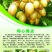 黄皮果苗10~20cmcm