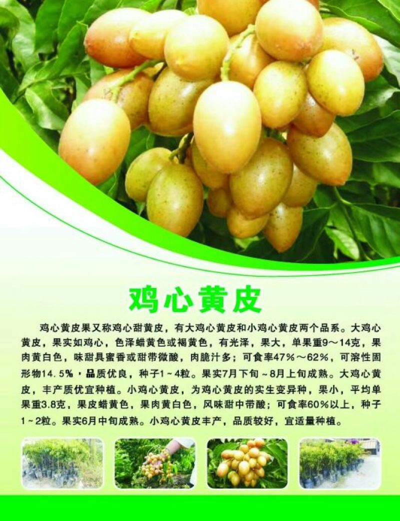 黄皮果苗10~20cmcm