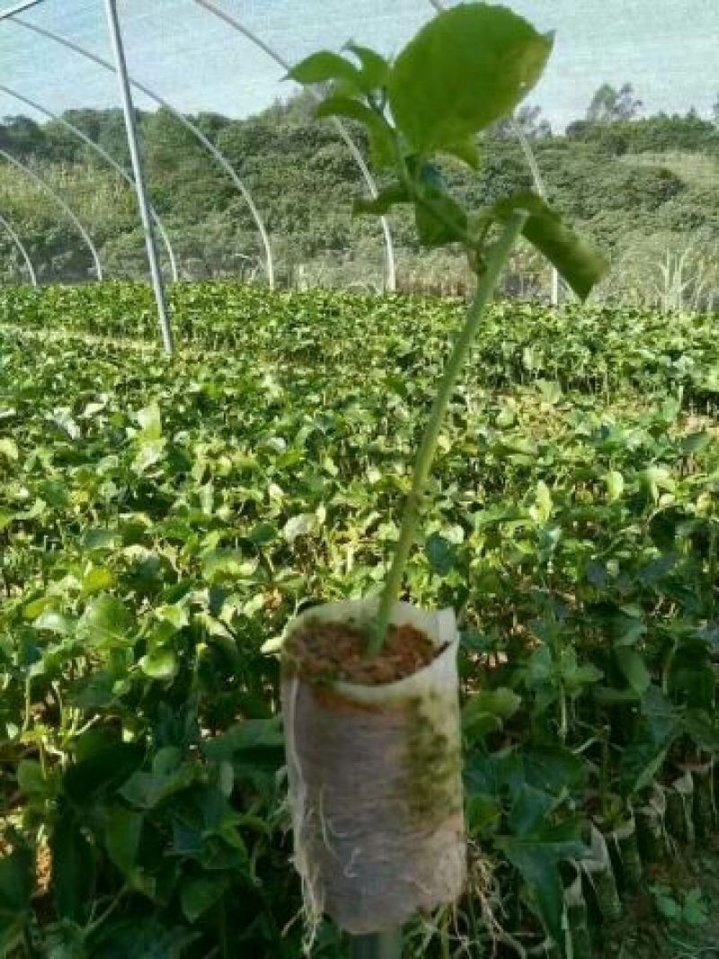 百香果苗20~30cm